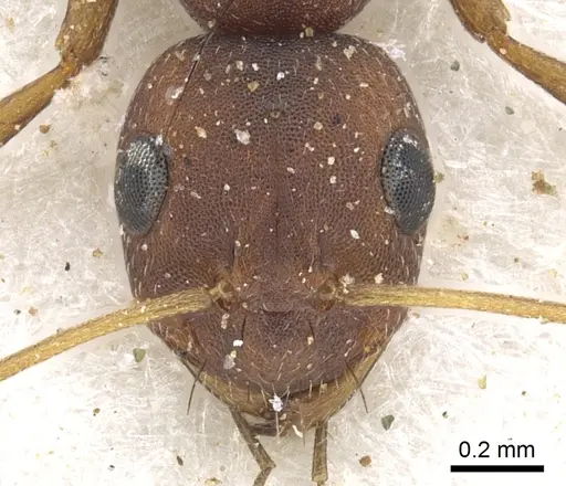 Lepisiota longinoda specimen CASENT0903147 image casent0903147_2