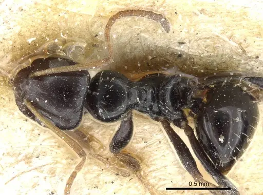 Lepisiota lunaris specimen CASENT0905157 image casent0905157_1