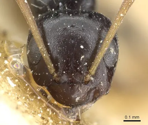 Lepisiota lunaris specimen CASENT0905157 image casent0905157_2