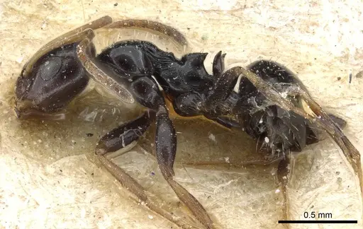 Lepisiota lunaris specimen CASENT0905157 image casent0905157_3