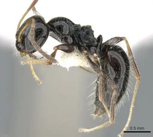 Lepisiota megacephala specimen CASENT0906262 image casent0906262_3