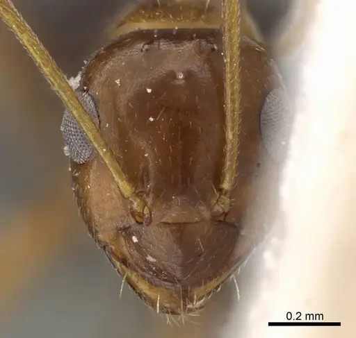 Lepisiota melanogaster specimen CASENT0905147 image casent0905147_2