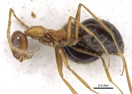 Lepisiota melanogaster specimen CASENT0905147 image casent0905147_3