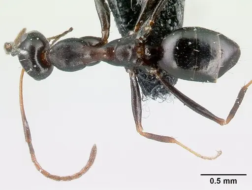 Lepisiota melas specimen CASENT0179894 image casent0179894_1