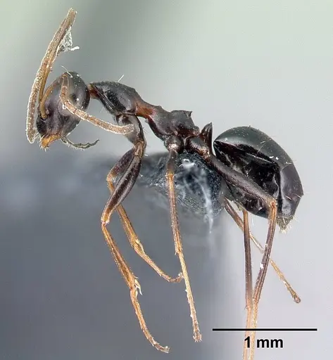 Lepisiota melas specimen CASENT0179894 image casent0179894_3