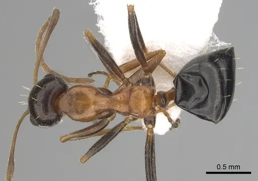 Lepisiota melas specimen CASENT0249408 image casent0249408_1
