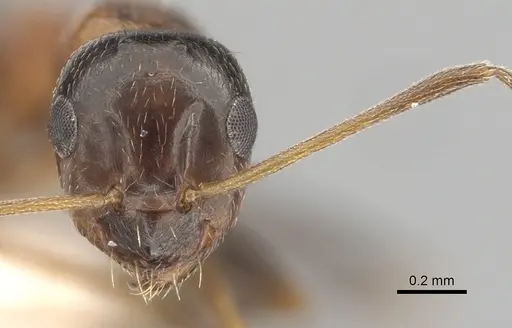 Lepisiota melas specimen CASENT0249408 image casent0249408_2