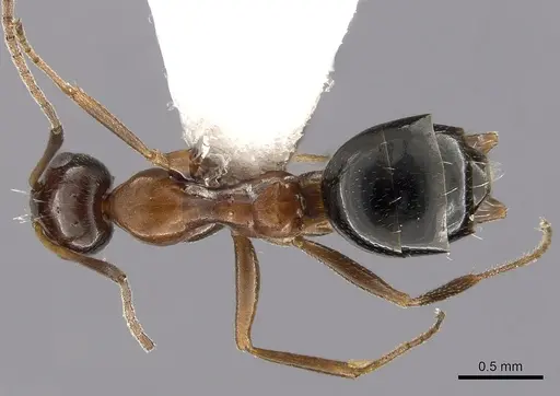 Lepisiota melas specimen CASENT0249412 image casent0249412_1