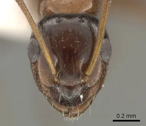 Lepisiota melas specimen CASENT0249412 image casent0249412_2