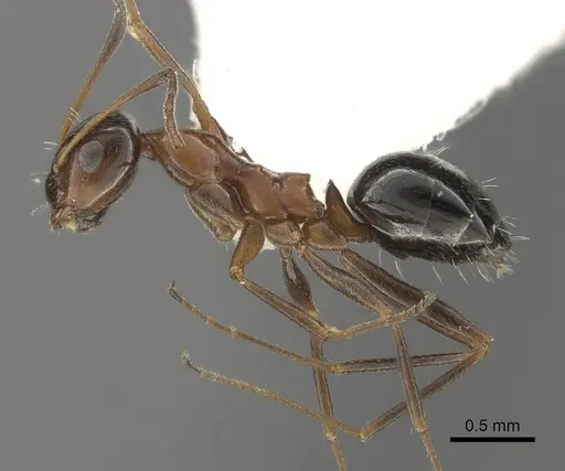 Lepisiota melas specimen CASENT0249412 image casent0249412_3