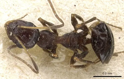 Lepisiota melas specimen CASENT0905146 image casent0905146_1