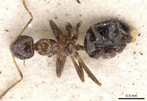 Lepisiota modesta specimen CASENT0909892 image casent0909892_1