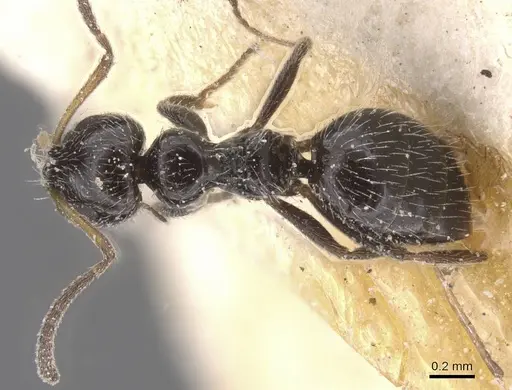 Lepisiota monardi specimen CASENT0912397 image casent0912397_1