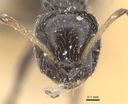 Lepisiota monardi specimen CASENT0912397 image casent0912397_2