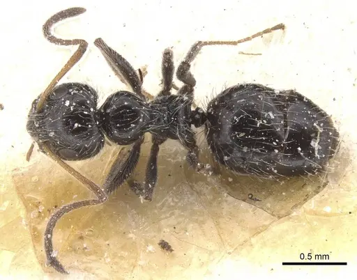 Lepisiota monardi specimen CASENT0912398 image casent0912398_1