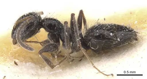 Lepisiota monardi specimen CASENT0912398 image casent0912398_3