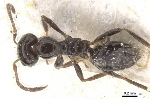 Lepisiota ngangela specimen CASENT0912399 image casent0912399_1