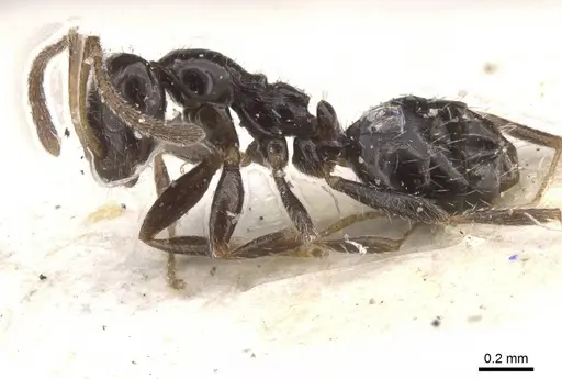 Lepisiota ngangela specimen CASENT0912399 image casent0912399_3