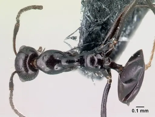 Lepisiota nigra specimen CASENT0179896 image casent0179896_1