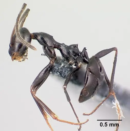 Lepisiota nigra specimen CASENT0179896 image casent0179896_3