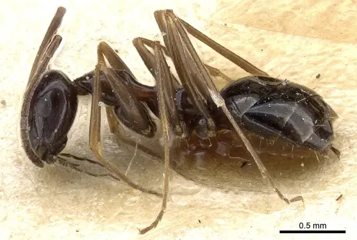 Lepisiota nigra specimen CASENT0905148 image casent0905148_3