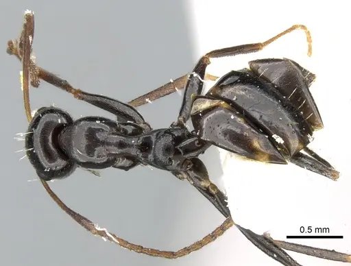 Lepisiota nigra specimen CASENT0906265 image casent0906265_1