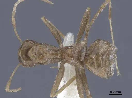 Lepisiota nigra specimen CASENT0916784 image casent0916784_1