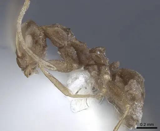 Lepisiota nigra specimen CASENT0916784 image casent0916784_3