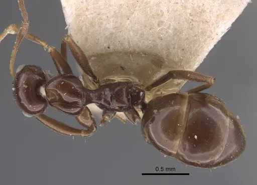 Lepisiota nigra specimen CASENT0917322 image casent0917322_1