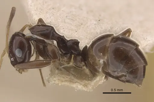 Lepisiota nigra specimen CASENT0917322 image casent0917322_4