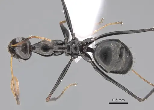 Lepisiota nigra specimen CASENT0922843 image casent0922843_1
