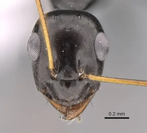 Lepisiota nigra specimen CASENT0922843 image casent0922843_2