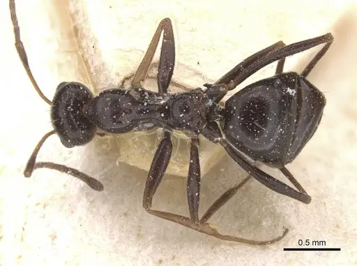 Lepisiota nigrescens specimen CASENT0912400 image casent0912400_1