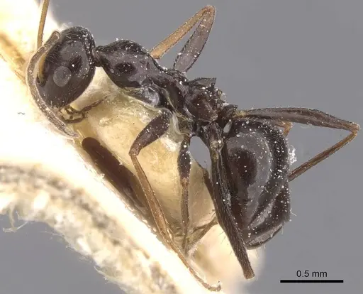 Lepisiota nigrescens specimen CASENT0912400 image casent0912400_3
