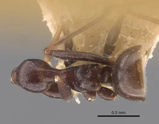 Lepisiota nigrescens specimen CASENT0917321 image casent0917321_1