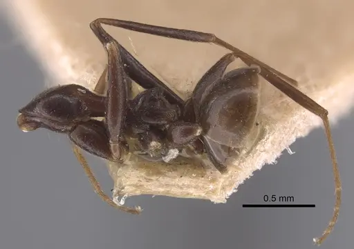 Lepisiota nigrescens specimen CASENT0917321 image casent0917321_2