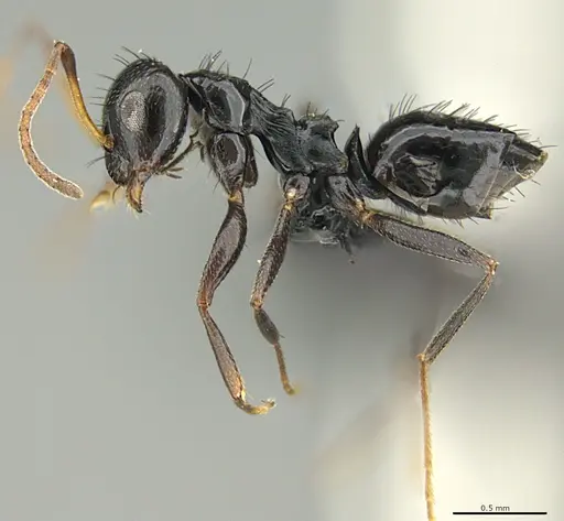 Lepisiota nigrisetosa specimen CASENT0066878 image casent0066878_1
