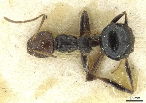 Lepisiota nigrisetosa specimen RMCAENT000017805 image rmcaent000017805_1