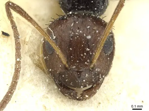 Lepisiota nigrisetosa specimen RMCAENT000017805 image rmcaent000017805_2