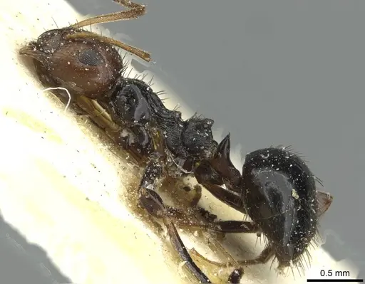 Lepisiota nigrisetosa specimen RMCAENT000017805 image rmcaent000017805_3