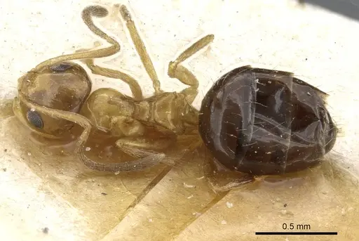 Lepisiota nigriventris specimen CASENT0905152 image casent0905152_1