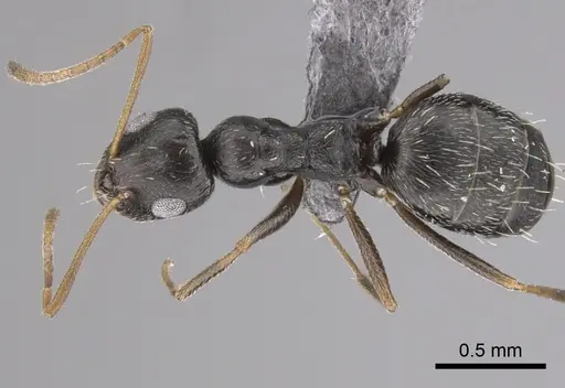 Lepisiota obtusa specimen CASENT0263672 image casent0263672_1