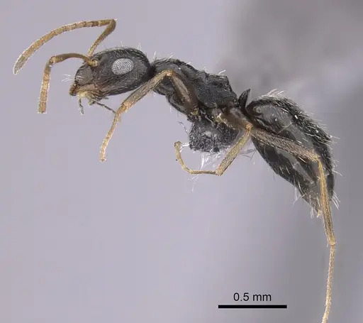 Lepisiota obtusa specimen CASENT0263672 image casent0263672_3