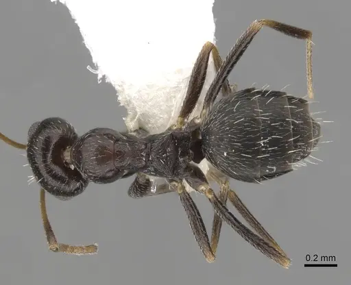 Lepisiota obtusa specimen CASENT0280477 image casent0280477_1