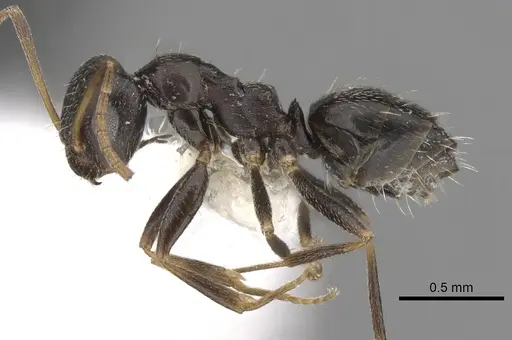 Lepisiota obtusa specimen CASENT0280477 image casent0280477_3