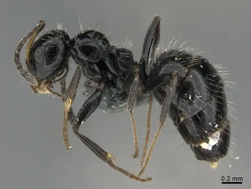 Lepisiota obtusa specimen CASENT0824941 image casent0824941_3