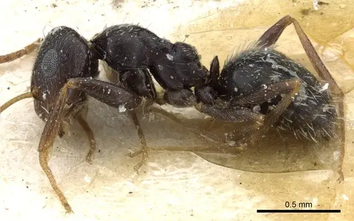 Lepisiota obtusa specimen CASENT0905150 image casent0905150_3