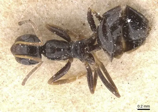Lepisiota oculata specimen CASENT0912401 image casent0912401_1