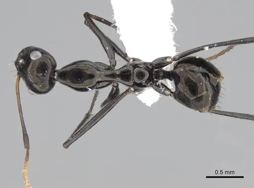 Lepisiota omanensis specimen CASENT0922278 image casent0922278_1