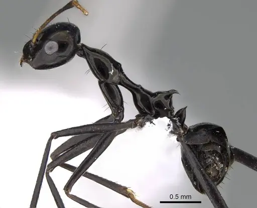 Lepisiota omanensis specimen CASENT0922278 image casent0922278_3